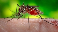 Zika vírus: saiba mais sobre transmissão, sintomas e tratamento